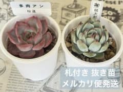 桜蓮 桃太郎 多肉アンさん苗 札付き 抜き苗 セット - メルカリ