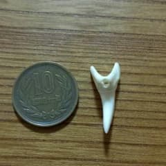 サメの歯のサムネイル