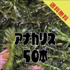 【送料無料】アナカリス50本のサムネイル