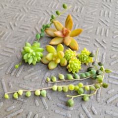 多肉植物58  多肉植物 6種類9カットまとめ売り  エンジェルティアーズのサムネイル