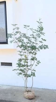 バツグン！山採りアオダモ。 バツグン！山採りアオダモ。 - メルカリ