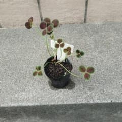 블랙 클로버 제거 모종