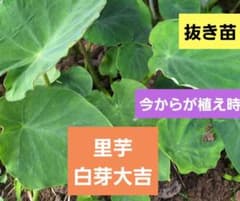 白芽大吉　里芋　抜き苗　家庭菜園のサムネイル