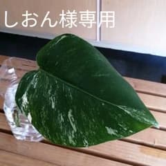 しおん様 専用のサムネイル