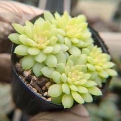 ミックスベリア　札のみ　ちょこん　５枚　匿名配送 ミックスベリア小苗 青札 - メルカリ