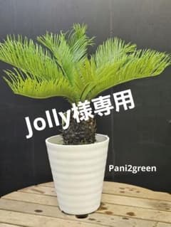 ソテツ 蘇鉄 観葉植物 7号鉢 - メルカリ
