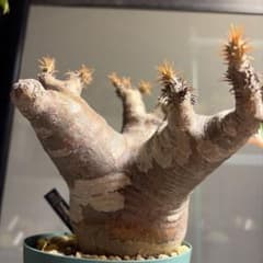 パキポディウム マカイエンセ（鉢のまま発送 / 現地株/発根済みのサムネイル