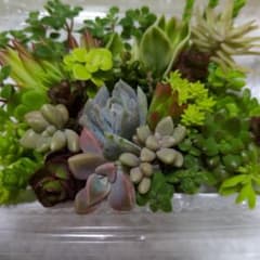 多肉植物カット苗のサムネイル