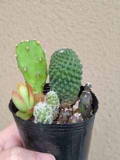サボテン　多肉　ミニ苗　寄せ植え　5種　抜き苗のサムネイル