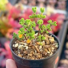 リトルスター ドロサンテマム 抜き苗 5cm鉢 小 多肉植物 - メルカリ