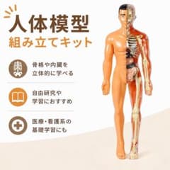 人体模型 組み立てキット 骨格 内臓 学習用のサムネイル
