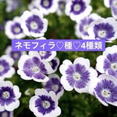 ❤︎【花の種】❤︎ネモフィラ種・4種類❤︎のサムネイル