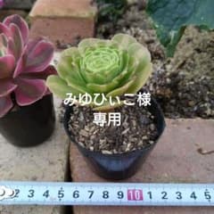 多肉植物アエオニウム錦❤️ 翡翠瑠璃 ❤️ アエオニウム 翡翠瑠璃①⭐️お買い得 - メルカリ