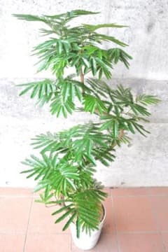 エバーフレッシュ 143cm8号 S-shaped tree form - メルカリ