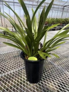 R8年キンリョウヘン花芽4本#14 - メルカリ