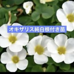 オキザリス　純白　１ポット １０苗以上　根付き芽出しのサムネイル