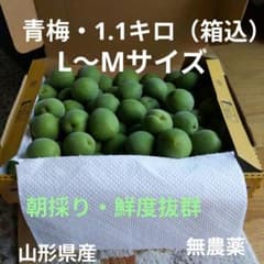 山形県産・青梅1.1キロ（箱込）L〜Mサイズ - メルカリ