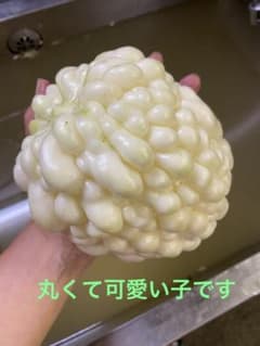 白ゴーヤ２苗　アップルゴーヤ　恐竜のタマゴ　Ｂのサムネイル