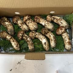 岩手県産松茸336g 10月6日取り 岩手県産 松茸 10本(360g) - メルカリ