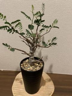 【塊根植物 多肉植物】センナメリディオナリス　白肌のサムネイル