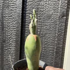 ピザールプランツ　仔吹ランポー　根塊植物　珍奇植物　ユーフォルビア