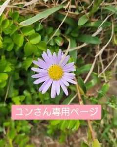 ユンさん専用ページのサムネイル