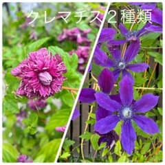 クレマチスの苗　２種類各1本づつのサムネイル