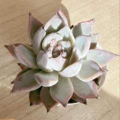 オーズプランツさん苗 クスピダータサンロベルト×リンゼアナ - メルカリ