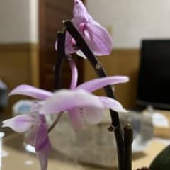 確認用のサムネイル