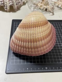 アフリカザルガイ 特大 貝殻 標本 ネッタイザルガイ - メルカリ