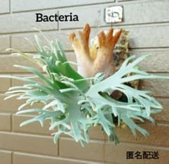 Bacteria バクテリア　子株 ビカクシダ Bacteria バクテリア(子株付) ビカクシダ 株分 - メルカリ