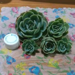 多肉植物♥七福神のサムネイル