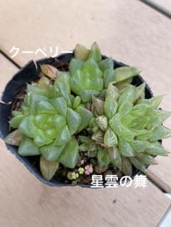 ハオルチア 3株セットのサムネイル