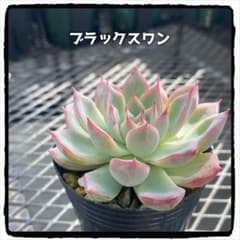 多肉植物エケベリア ブラックスワン 抜き苗のサムネイル