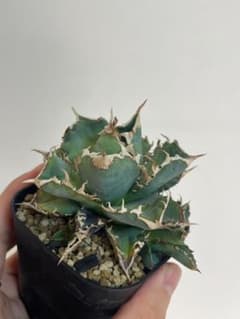 アガベ　札落ち　ホホジロザメ？のサムネイル