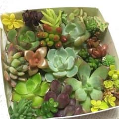 多肉植物♡ カット苗いっぱいセット( ˊᵕˋ )♡のサムネイル