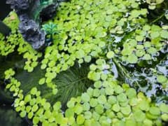 【値下げしました】水草2種類　マツモ&アマゾンフロッグピットのサムネイル