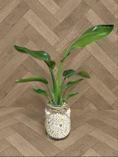 オーガスタ ストレリチア 観葉植物 ハイドロカルチャーのサムネイル