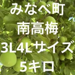和歌山県みなべ町 南高梅 当日収穫分3L4L混合サイズ5kg - メルカリ