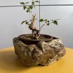 自然石風 軽石鉢のサムネイル