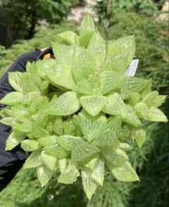 特大　萌　ハオルチア　ハオルシア　多肉植物のサムネイル