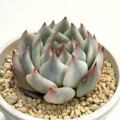 多肉植物　チワワエンシス錦　カット苗のサムネイル