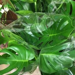 モンステラ6寸再入荷致しました☆のサムネイル