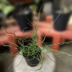 【サービス品】《地植え掘り上げ株》くるくる育つ水生植物『螺旋藺』ラセンイ　2年超のサムネイル