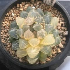 ハオルチア ピンクゴールドオブツーサ錦 ピンクゴールドオブツーサ錦 ハオルチア 多肉植物 - メルカリ