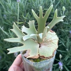 P.willinckii 'Nano' spore 3018 - メルカリ
