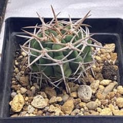 Z163健康的なサボテン フェロシオール 実生 サボテン - メルカリ