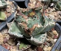 Lj_plants】Z038アガベ チタノタ 'Hyou' 冰雹 - メルカリ