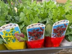 ドライフラワーの定番！【豪華24ポット】スターチス（リモニューム）苗