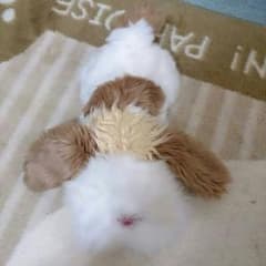 ハウルの動く城 ヒンぬいぐるみのサムネイル